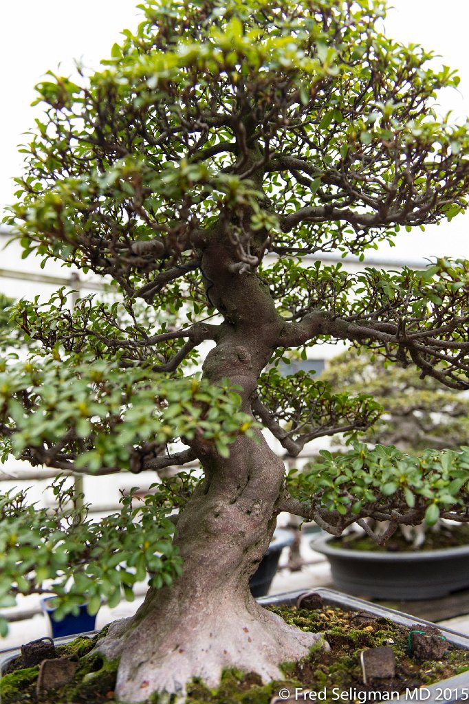 20150310_162859 D4S.jpg - Bonsai Museum and Gardens Tokyo, a famous garden more than 400 years old. Rare bonsai are more than 500 years old.